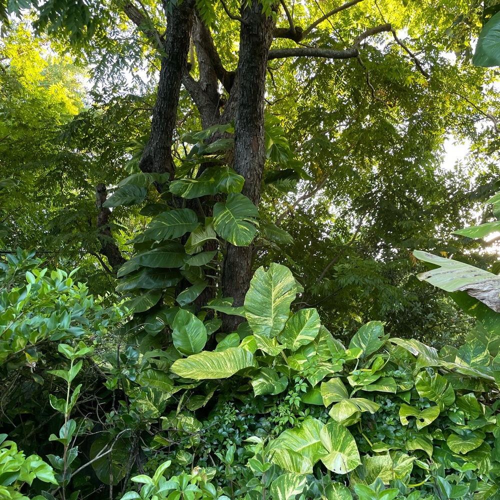 Giant Hawaiian variegated golden pothos plant cuttings - Picture 10 of 13